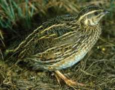 Coturnix