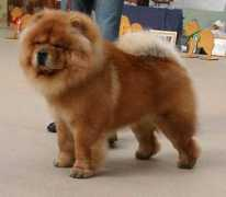 netchows.com Cotys