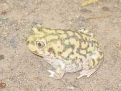 desertfishes.org Couchi