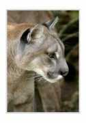 Cougar