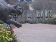 Cougar