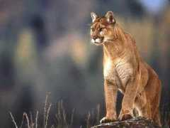 Cougars