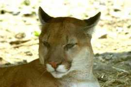 Cougars