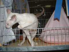 shagio-chen.hu Counasse