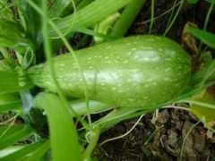 Courgette