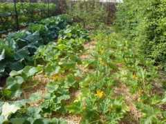Courgette