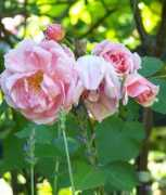 compagniadelgiardinaggio.it Courson