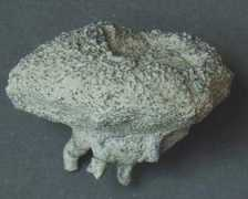 cretaceous.de Courtiller