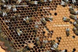 zebulon1er.free.fr Couvain