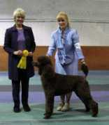 bijoupoodles.com Covatch