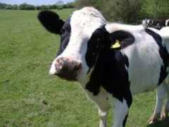 Cowing