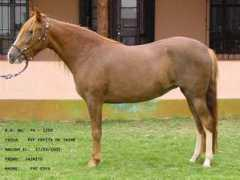 Coyita