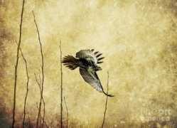 fineartamerica.com Cozart