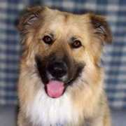 loveon4paws.org Cprince