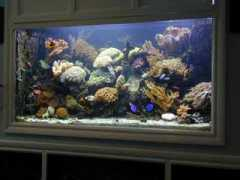 aquarium-design.com Craiga