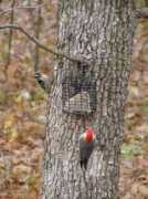 bugsoft.com Craigh