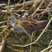 birdfinders.co.uk Crake