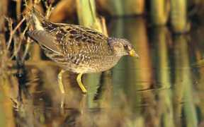 birding.in Crake