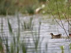 oiseaux.net Crake