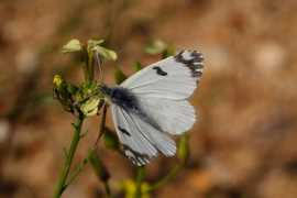 butterfliesoffrance.com Crameri