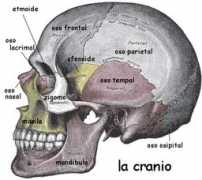 Cranio