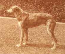 deerhound.co.uk Cranna