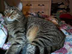 hexpride.com Cranson