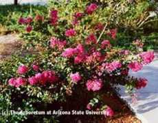 azarboretum.org Crape