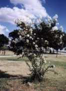 gardenofpraise.com Crape