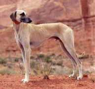 dogbreedinfo.com Crapon