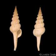 gastropods.com Cratis