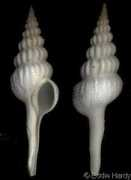 gastropods.com Cratis