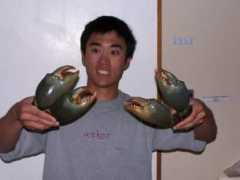 Craw