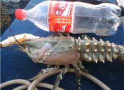 fishwrecked.com Crays