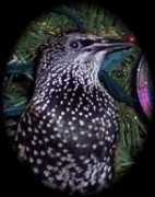 birdyboredombusters.com Crazzee