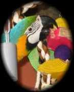 birdyboredombusters.com Crazzee