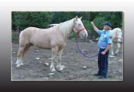 easternctdrafthorse.com Creams