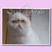 chatelarab.com Cremita