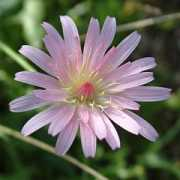 deeproot.co.uk Crepis
