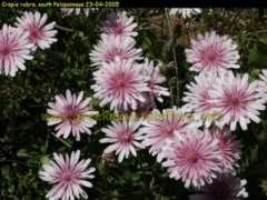 greekmountainflora.info Crepis