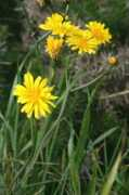 plant-identification.co.uk Crepis