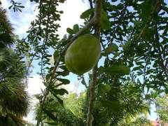 rareflora.com Crescentia