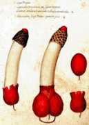 summagallicana.it Crescentis