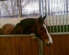 Cressie