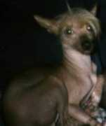 barkinlot.com Crested