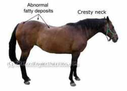 Cresty