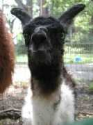 llamasfrombolivia.com Crias