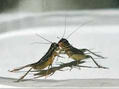 jackboulware.com Cricket
