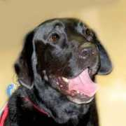 loveon4paws.org Criley