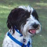 loveon4paws.org Criley